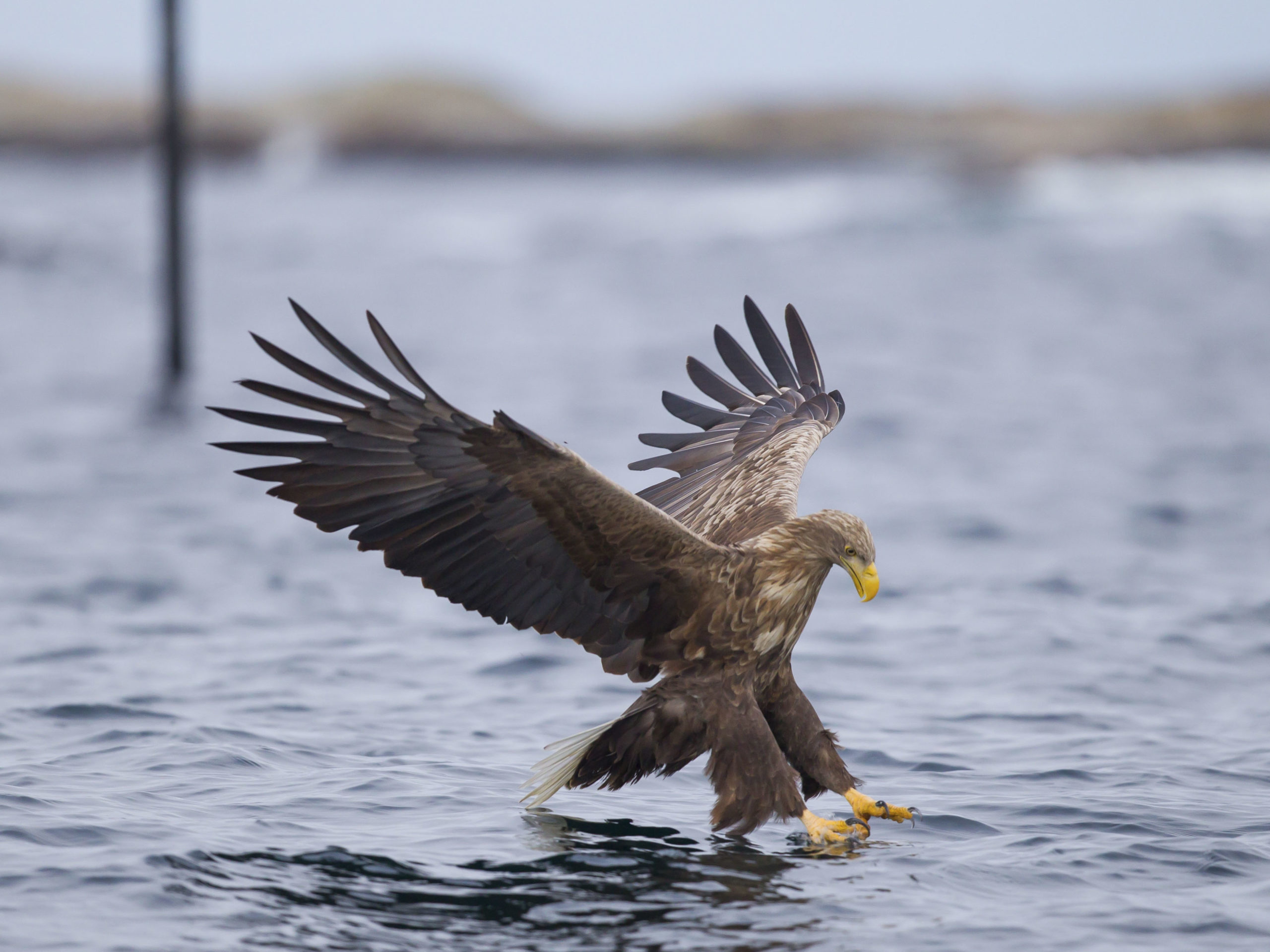 Sea eagles are not uncommon to see